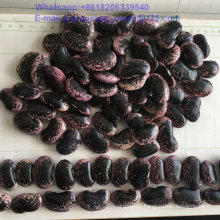 China Origin Top Quality Large Light Speckled Kidney Bean